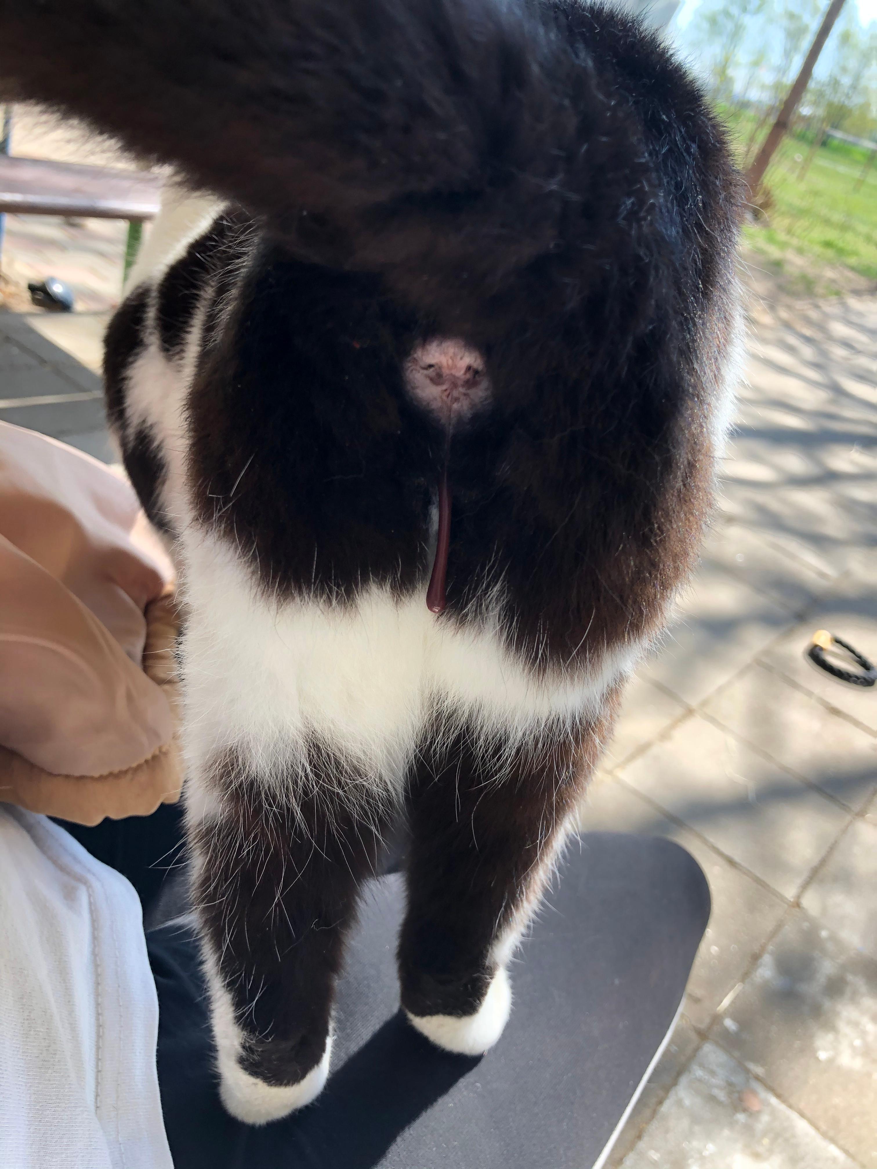 fehlgeburt oder normale anzeichen schwangerschaft katzen