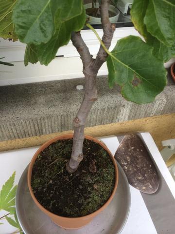Feigenbaum - (Pflanzen, Garten, Feigen)