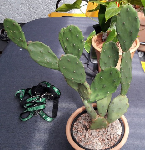 Kaktus - (Schädlinge, Kaktus)