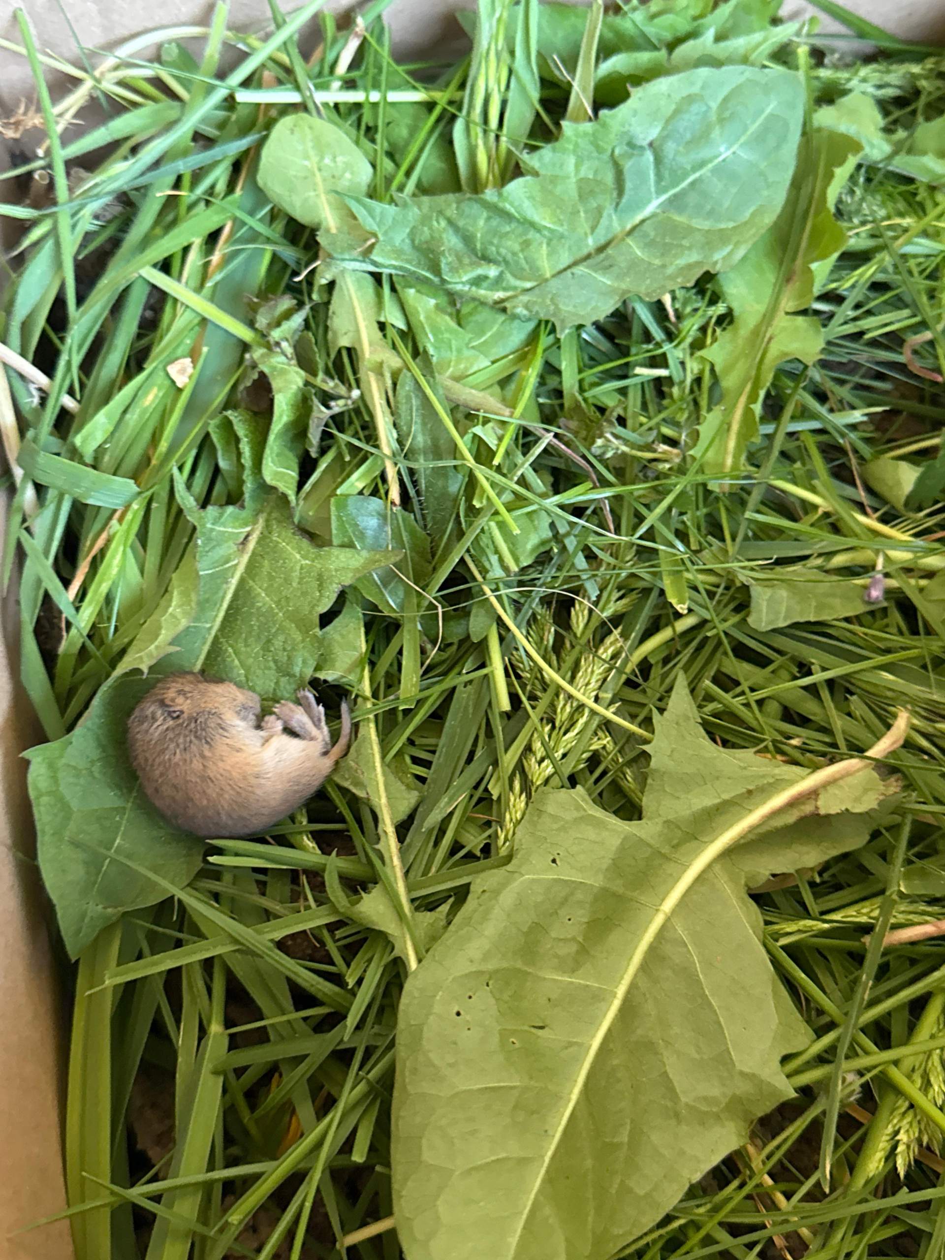 Maus Im Zimmer Was Tun Feldmaus gefunden was tun? (Ernährung, Maus, Tierschutz)