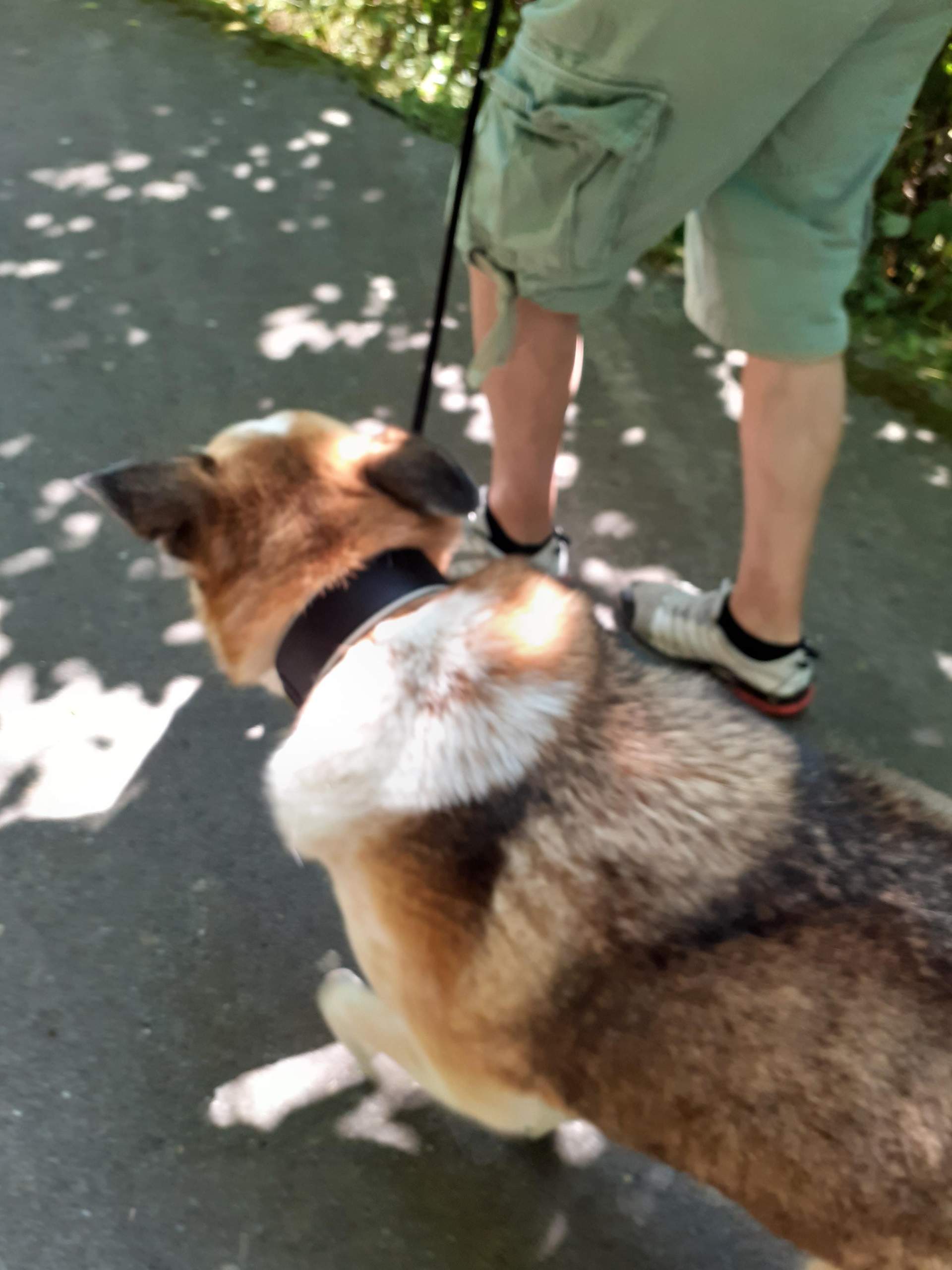 Fell vom Hund mit Schere kürzen? (Tiere, Haustiere)