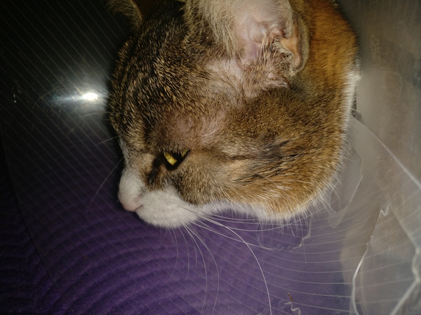 nach bei katze was kann ich tun