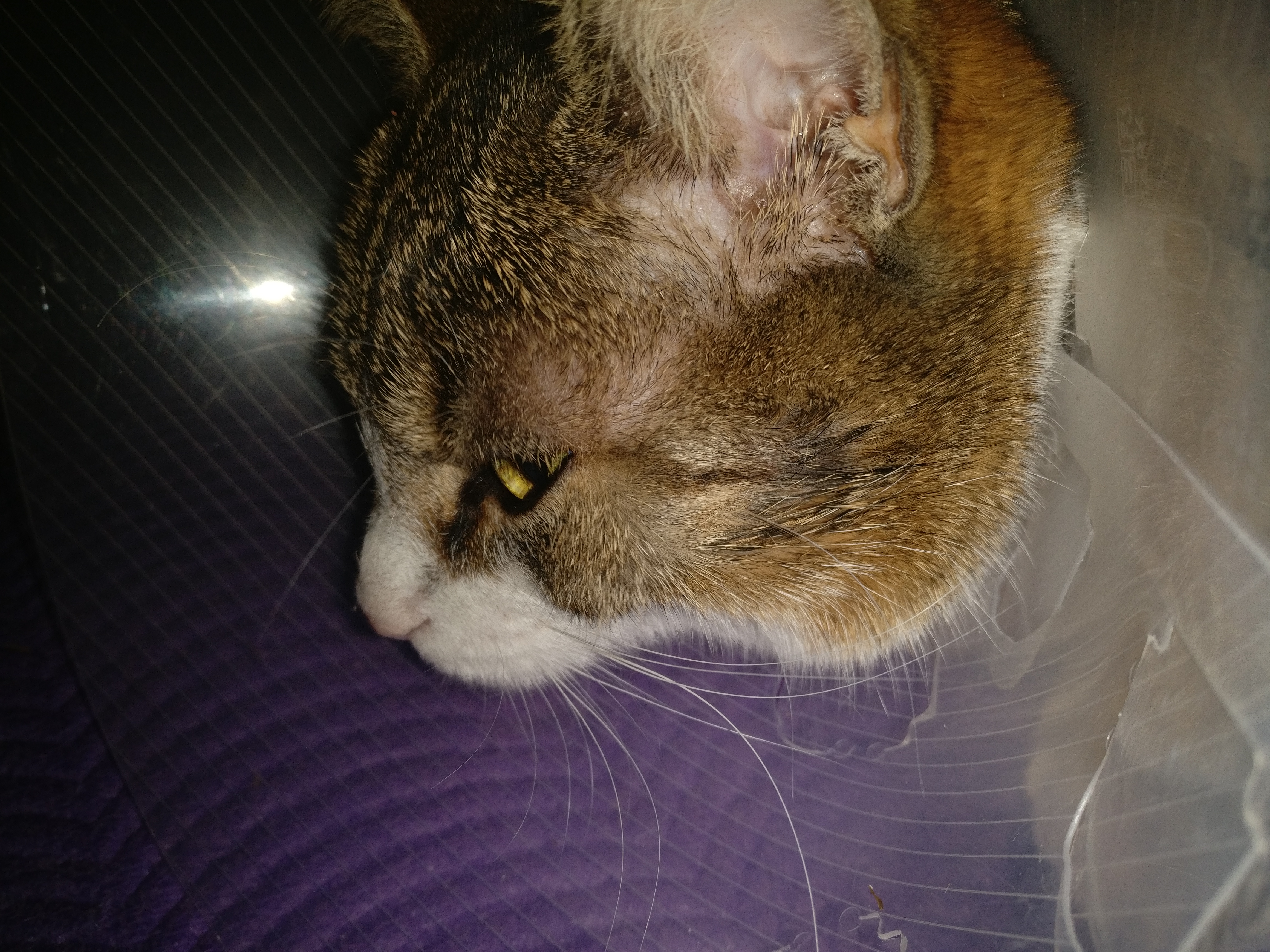 fell wachst nicht genugend nach bei katze was kann ich tun