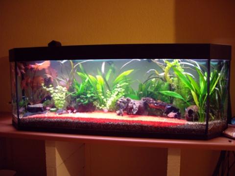 Feng Shui Im Aquarium Glaube Energie China