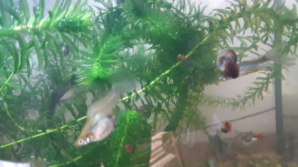 - (Fische, Aquarium, guppy)