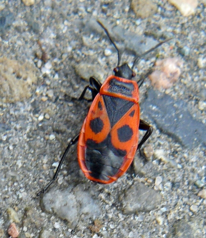 Whatsapp nummer Whatsapp nummer