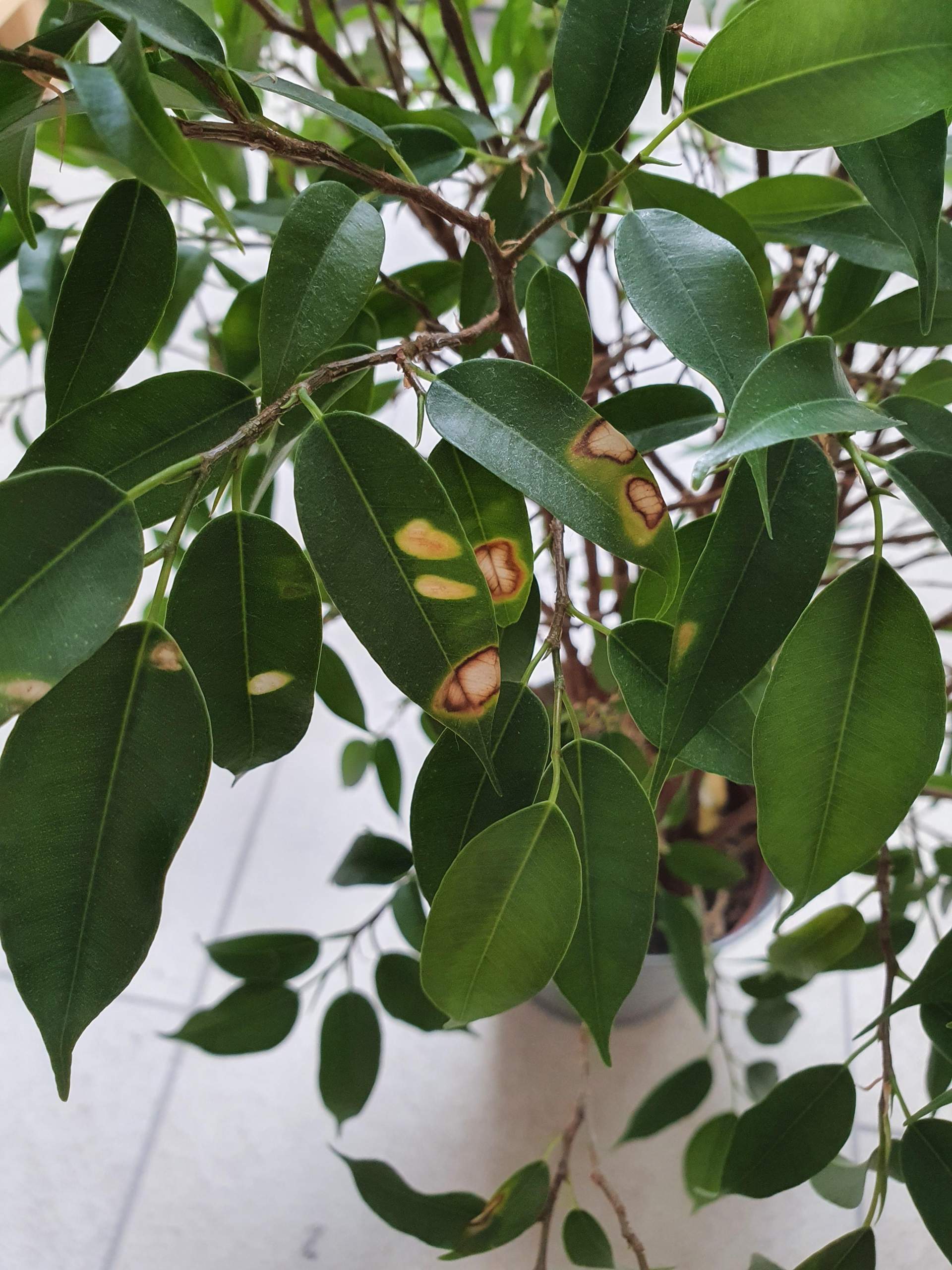 Ficus Benjamina hat braune Flecken auf den Blättern? (Pflanzen, Baum