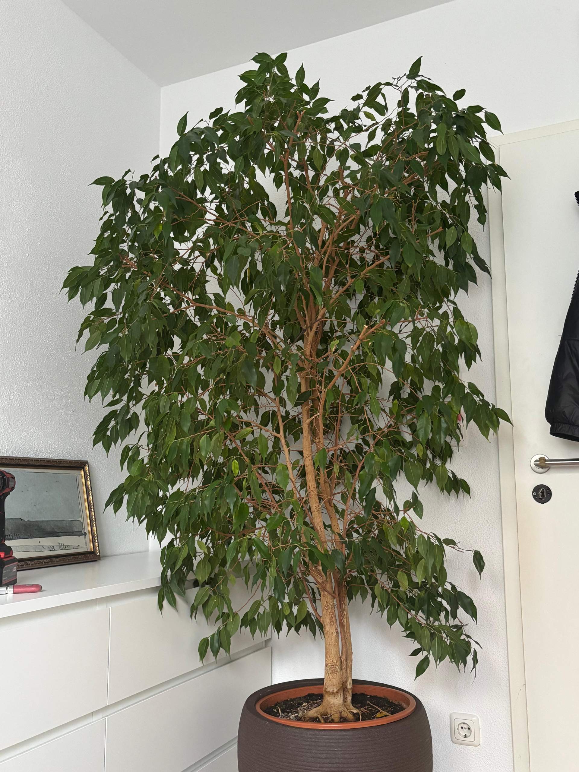 Ficus Benjamina schneiden? (Pflanzenpflege, Zimmerpflanzen)