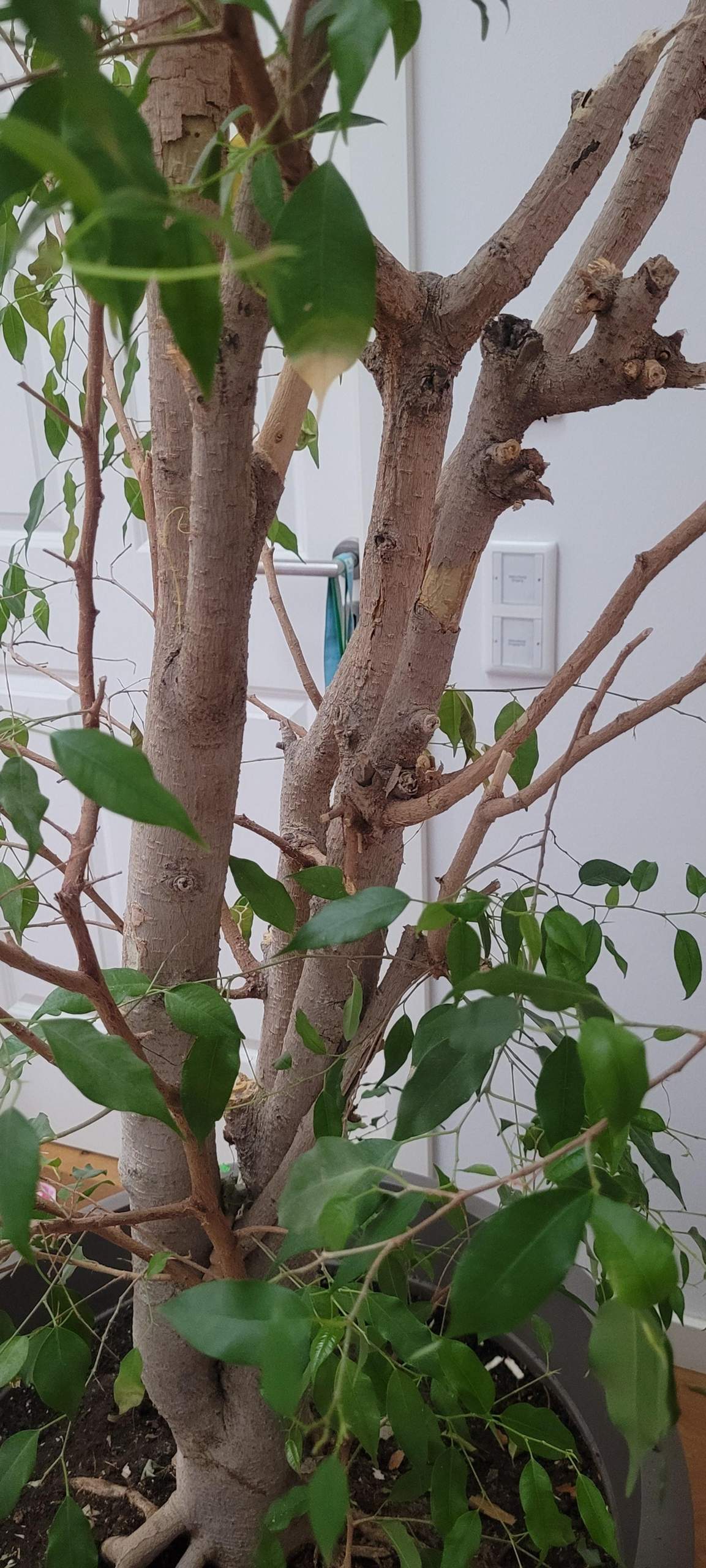 Ficus Benjamina, wie rette ich ihn? (Pflanzenpflege, Zimmerpflanzen ...