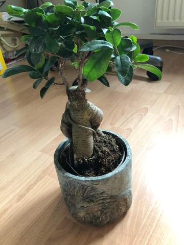 Ficus Bonsai Tipps?