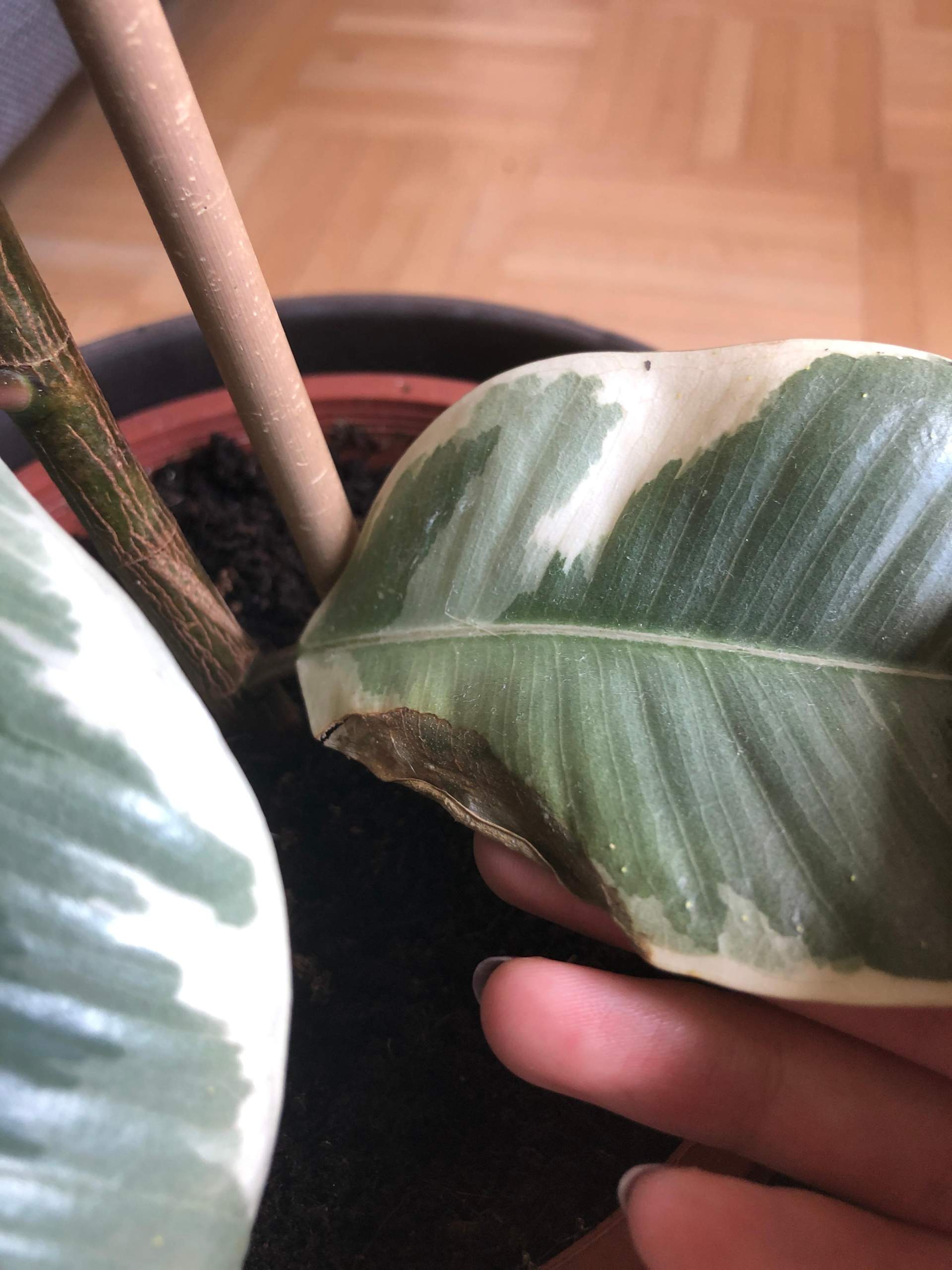 36+ Ficus Braune Blätter, Entdecken sie, warum ficusblätter braun
