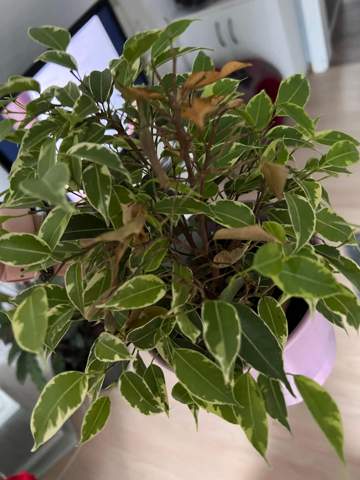 Ficus natasja verliert Blätter was tun?