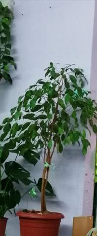 Ficus zusammen pflanzen?