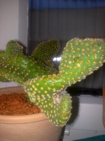 Kaktus klein und fies - (Kaktus, stachel)