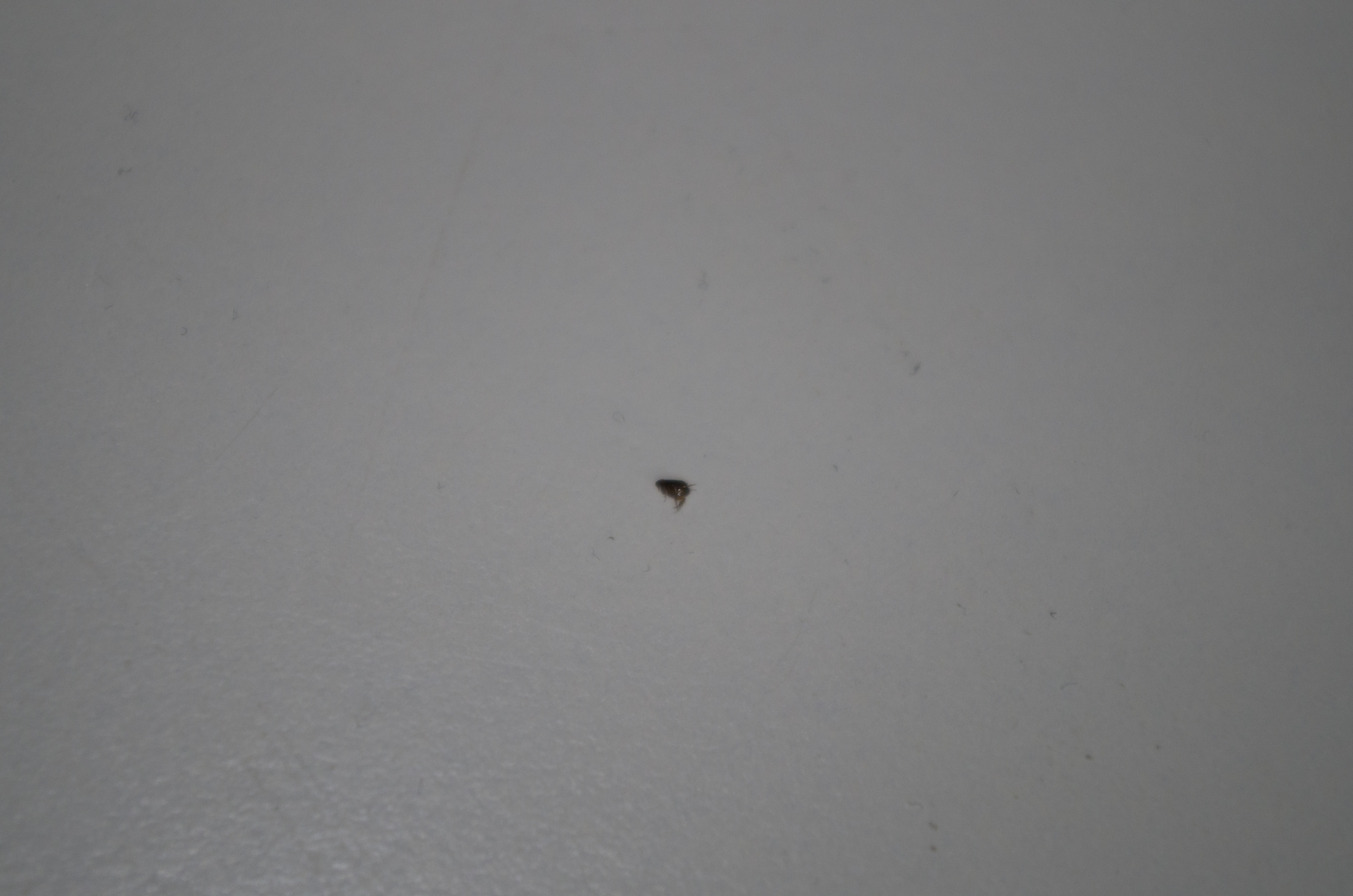 Fieseschwarze Mücken (Insekten, gefährlich)