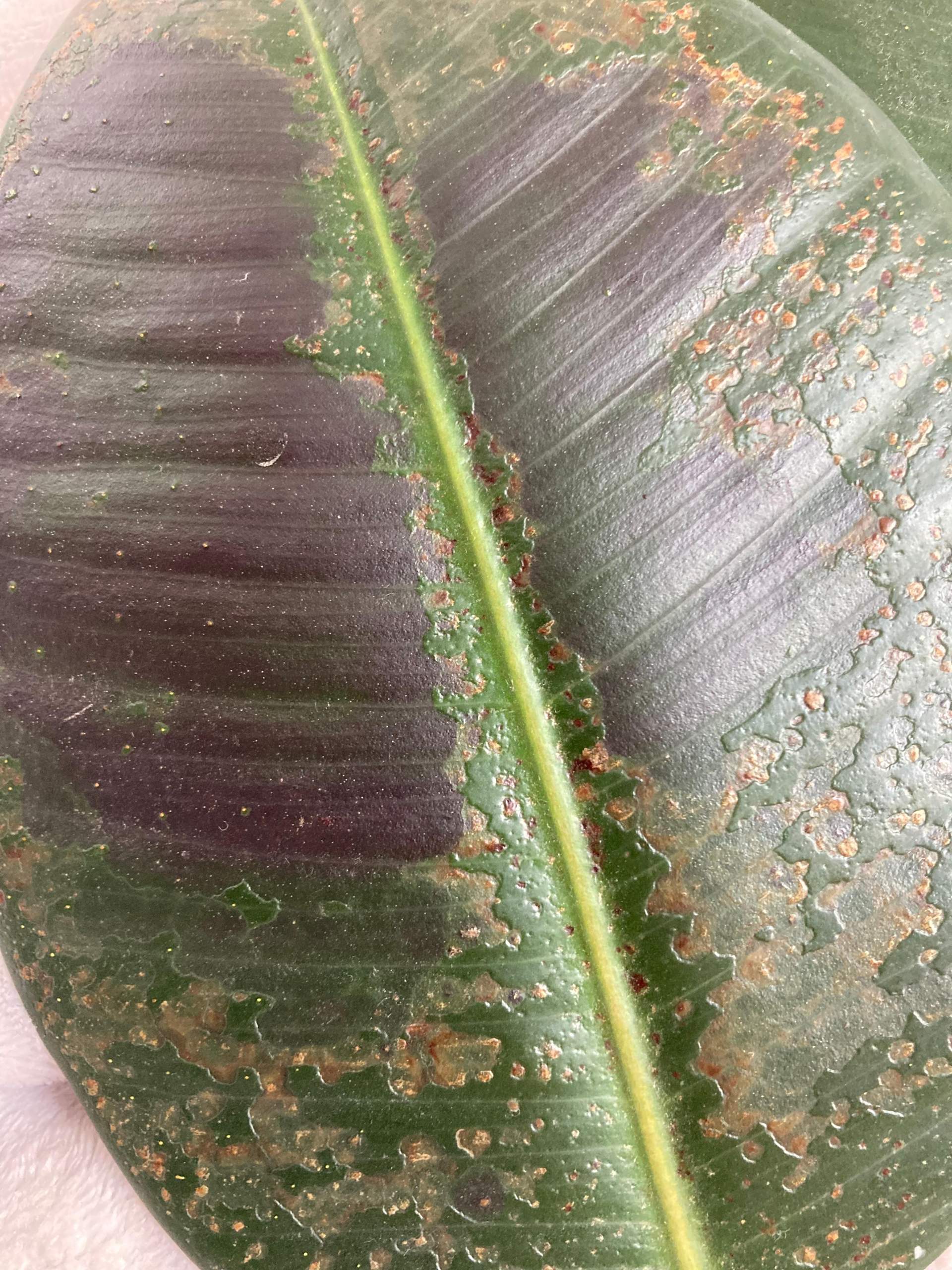 korbmarante für katzen giftig Calathea Orbifolia (Korbmarante) – Foliage Dreams