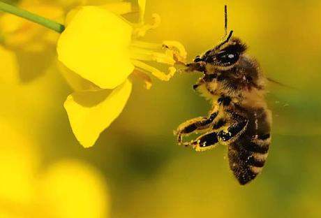 Findest du Bienen süß?