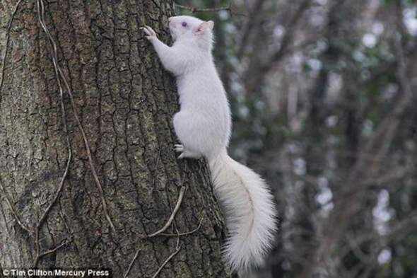 Findest du das albino Eichhörnchen schön?