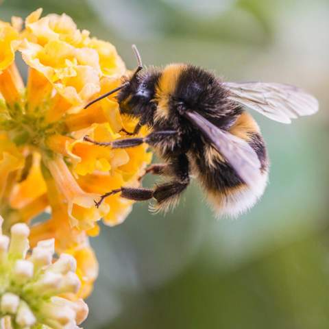 Findest du Hummeln auch so am süssesten als die normalen Bienen?