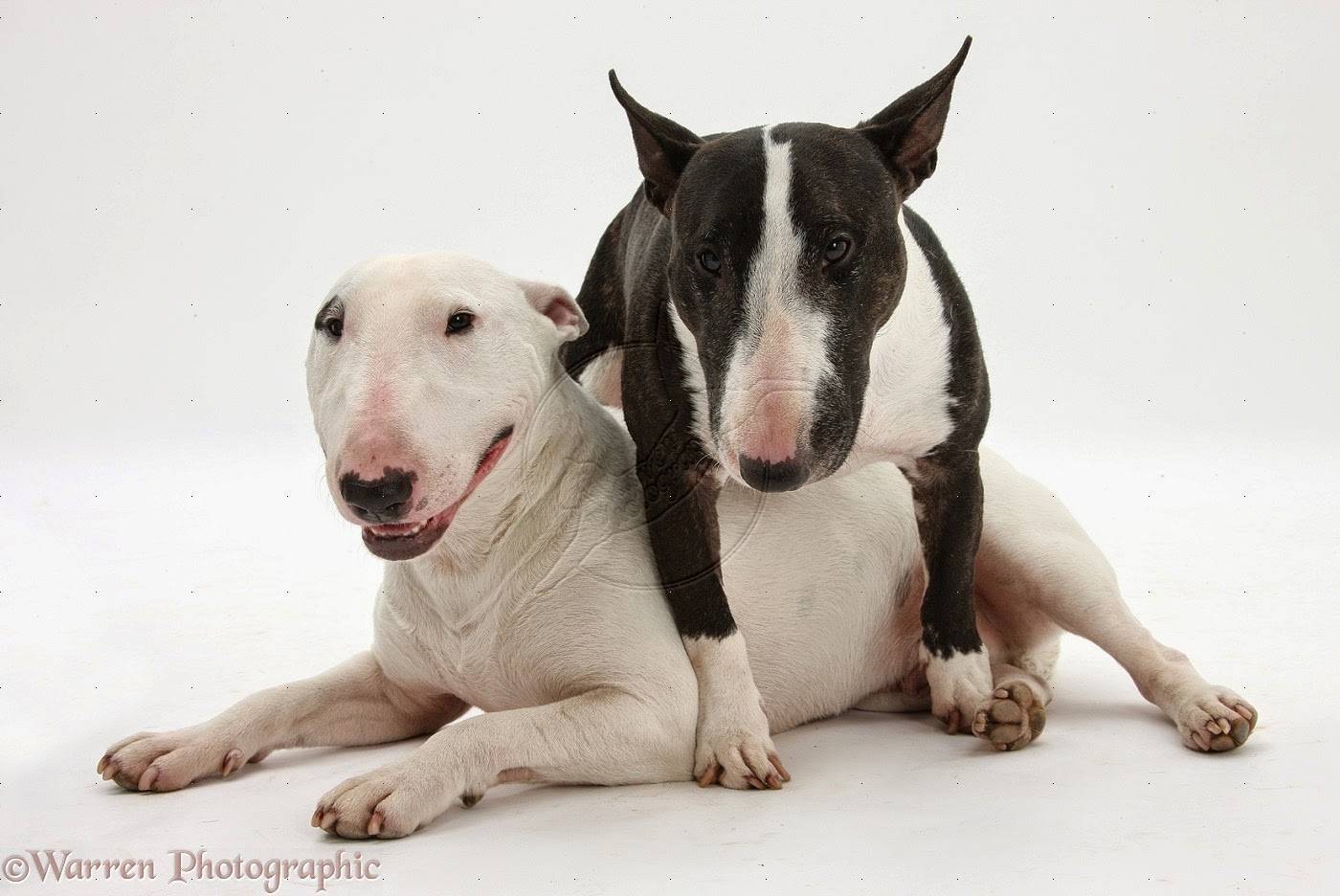 findet ihr auch das bullterrier die schönste hunde rasse auf der welt
