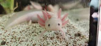 Findet ihr Axolotl süß?