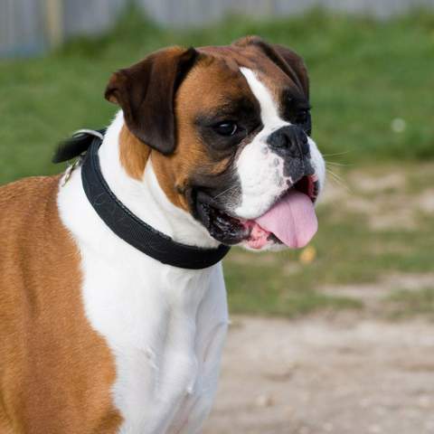 Findet Ihr Boxer Hunde Suss Oder Hasslich Hund