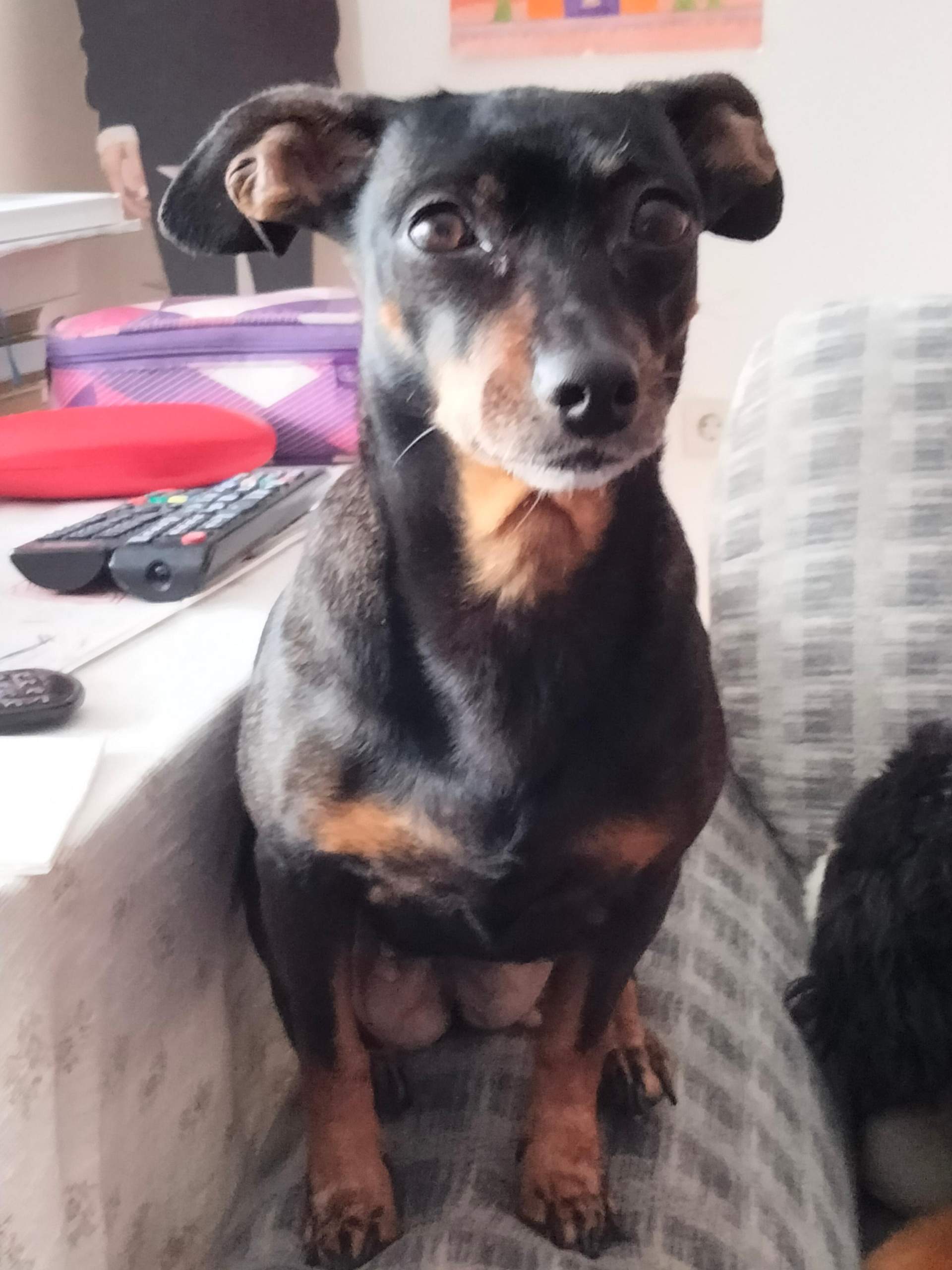 Findet ihr den Hund süß (? (Haustiere)