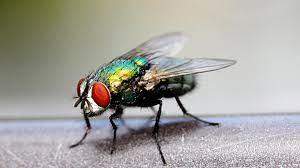 Findet ihr es okay Fliegen und Mücken zu töten?