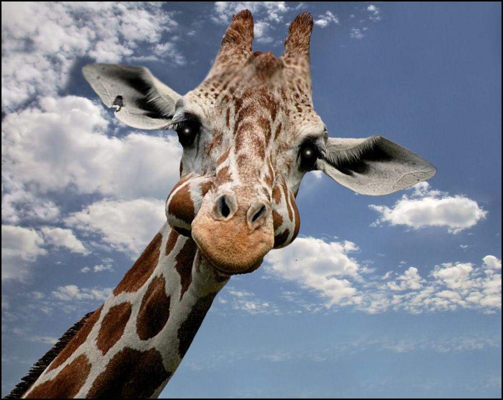 Findet ihr Giraffen süß? (Tiere, Umfrage, Giraffe)