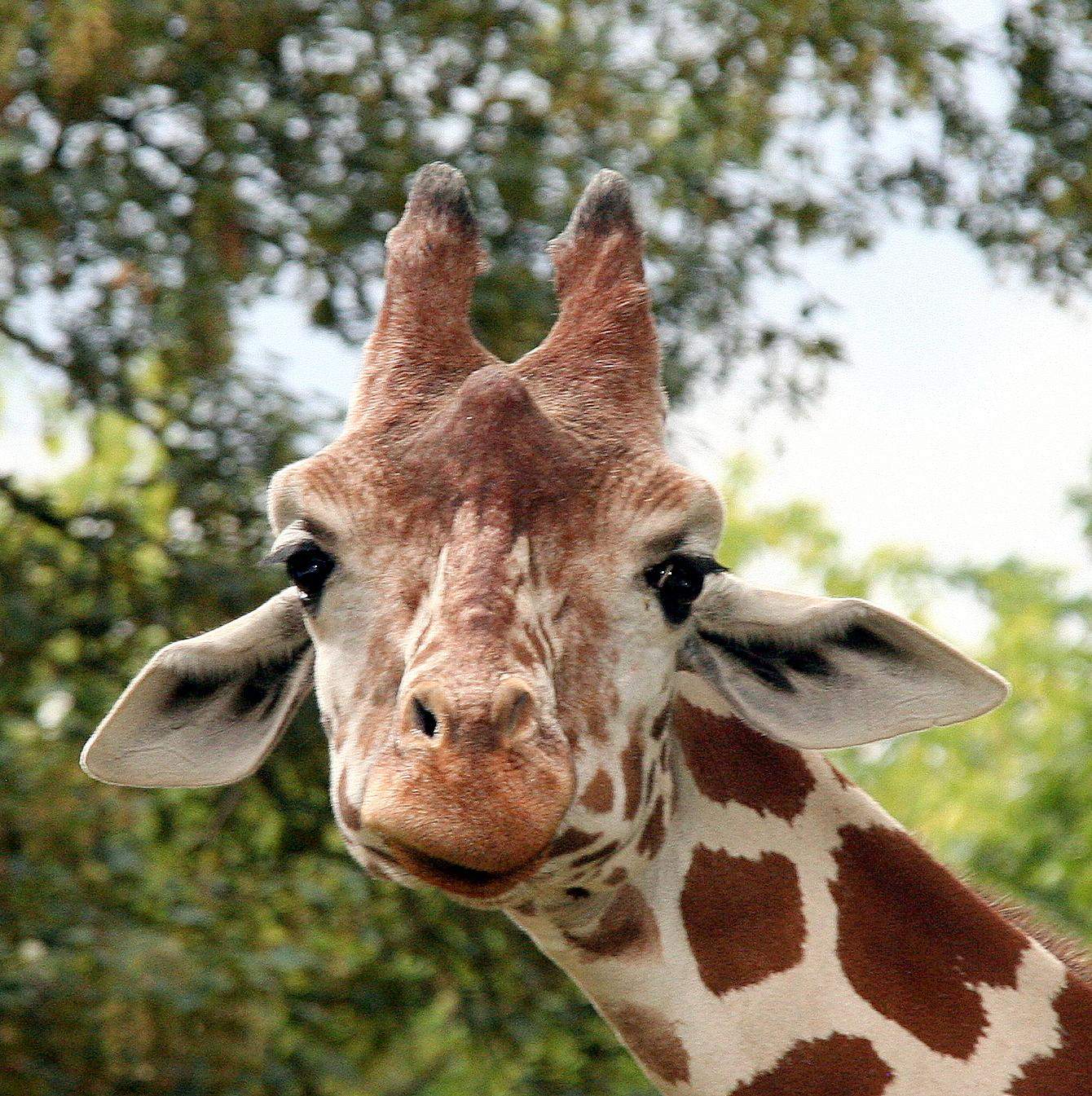 Findet ihr Giraffen süß? (Tiere, Umfrage, Giraffe)