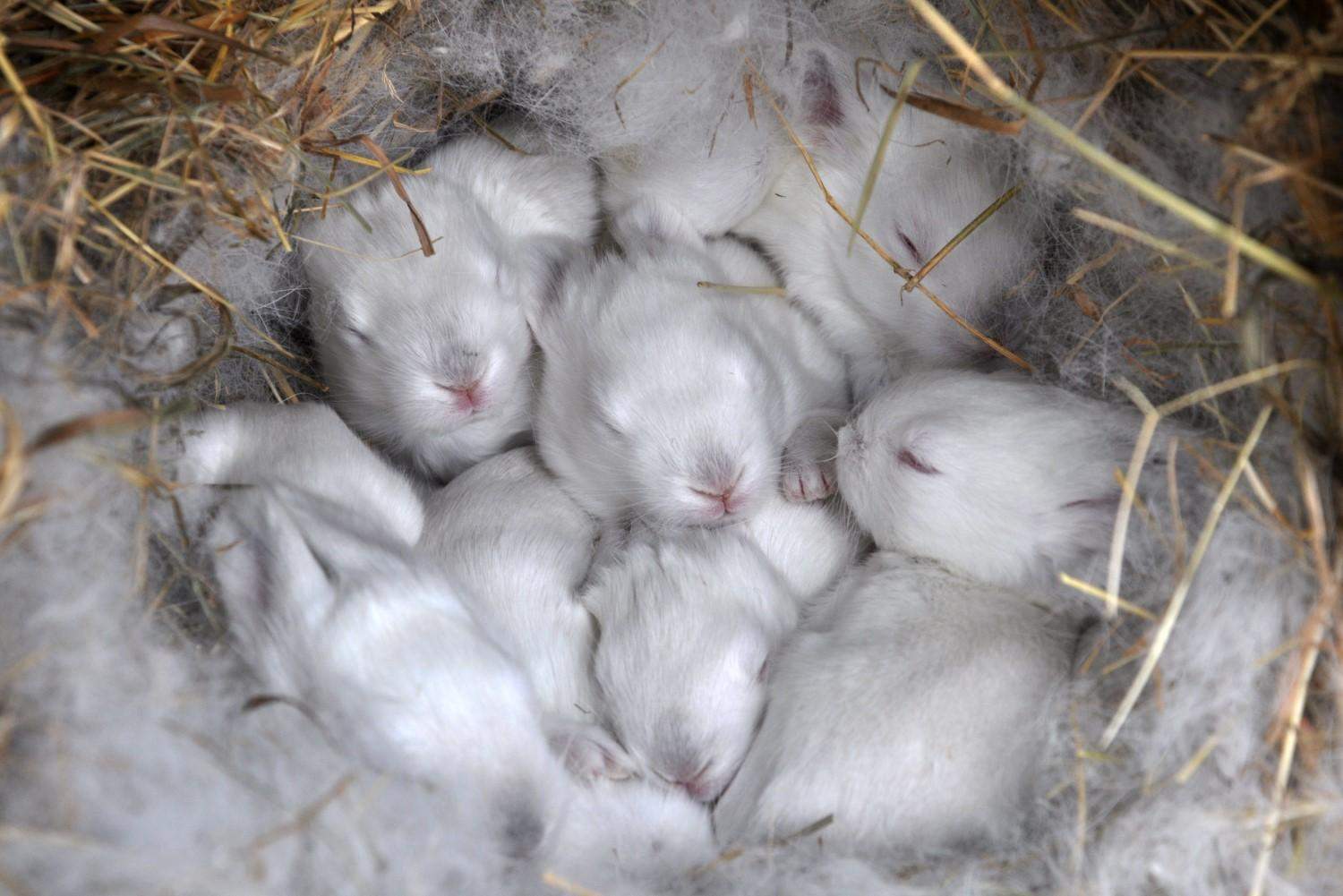 Findet ihr Kaninchenbabys süß? (Tiere, Umfrage, Abstimmung) Findet ihr Kaninchenbabys süß? (Tiere, Umfrage, Abstimmung)