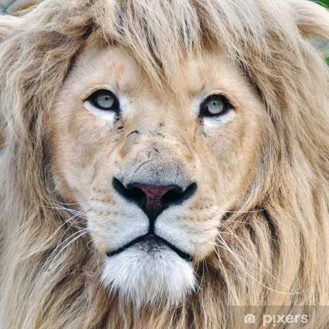 Findet ihr Löwen auch voll hübsch 🥺🥺?