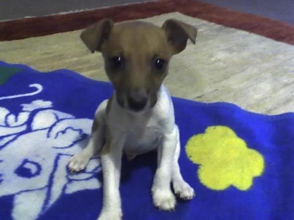 findet ihr meinen hund süß? (Aussehen)
