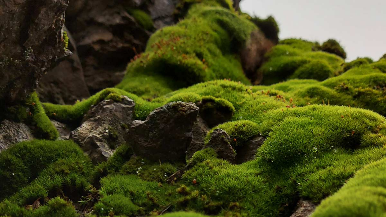 Findet ihr Moos im Wald schön oder nicht (Natur)
