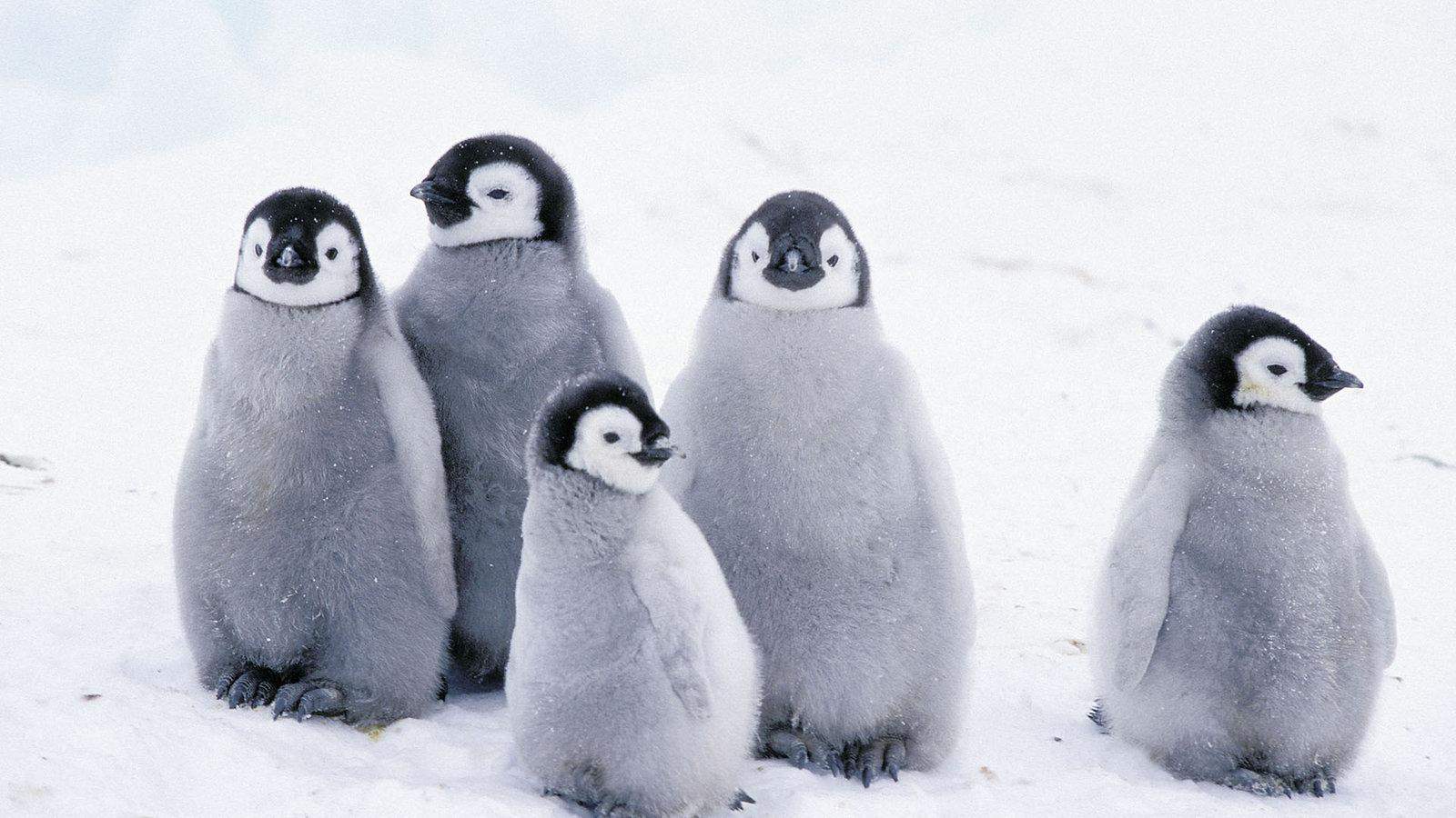 Findet Ihr Pinguine S Biologie Pinguin findet-ihr-pinguine-s-biologie-pinguin