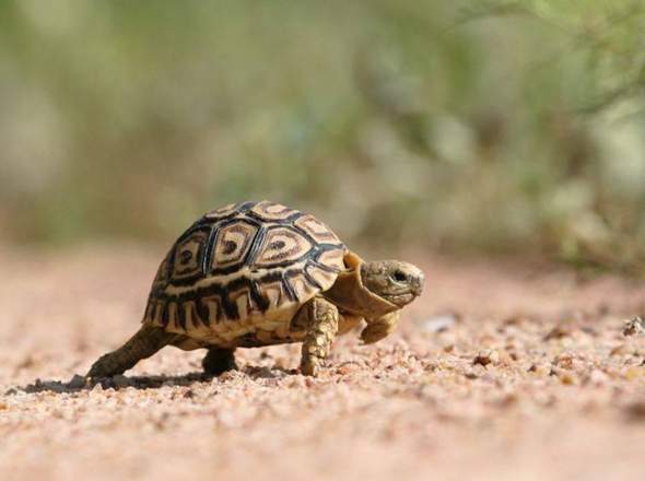 Findet ihr Schildkröten süß?