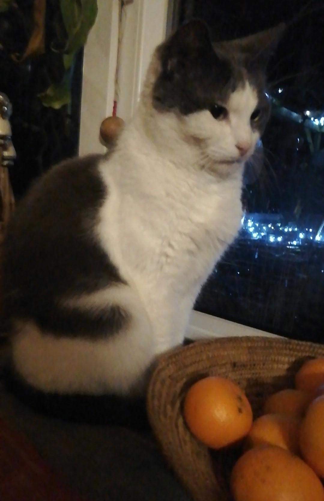 Findet Ihr Sie Sieht Alt Aus? (Aussehen, Katze)