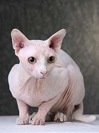 findet ihr sphynx katzen schon tiere katze artgerechte haltung
