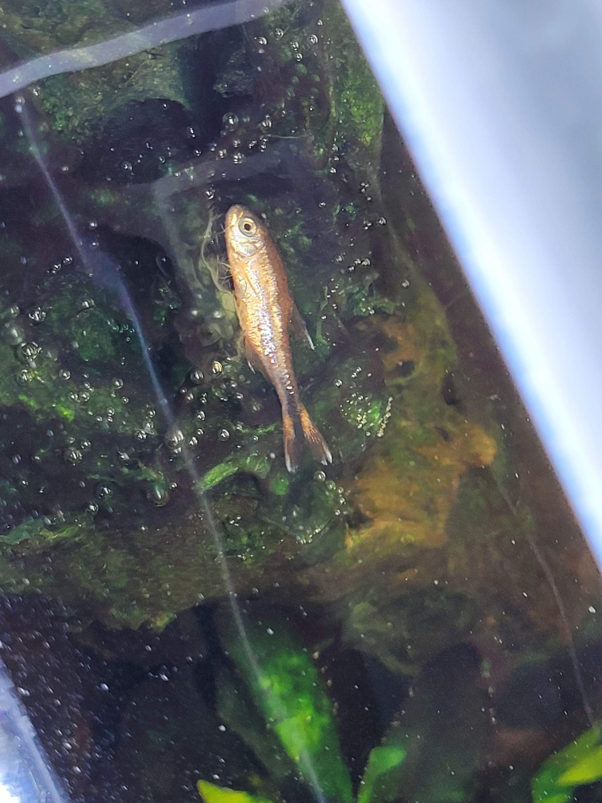 Fisch er liegt und schwimmt komisch? (Krankheit, Wasser, Fische)