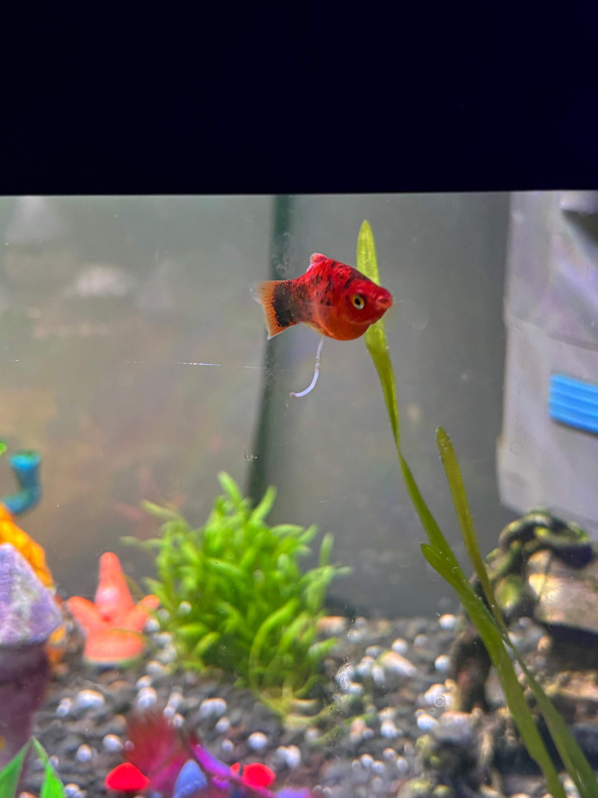 Fisch hängt Kotfaden immer nach dem Essen raus was tun? (Krankheit, Aquarium)