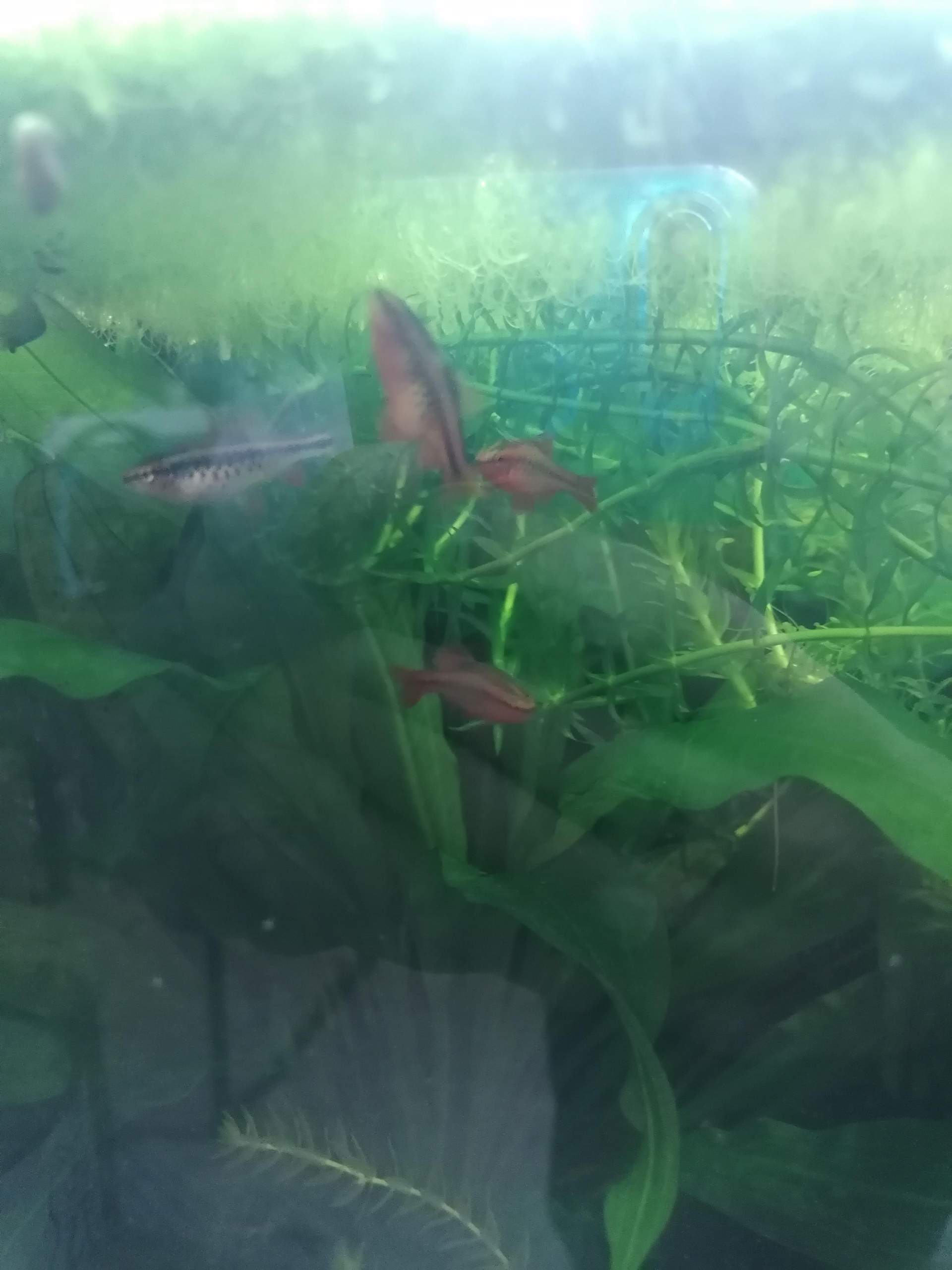 Fisch Schwimmt Senkrecht Und Hat Dicken Bauch