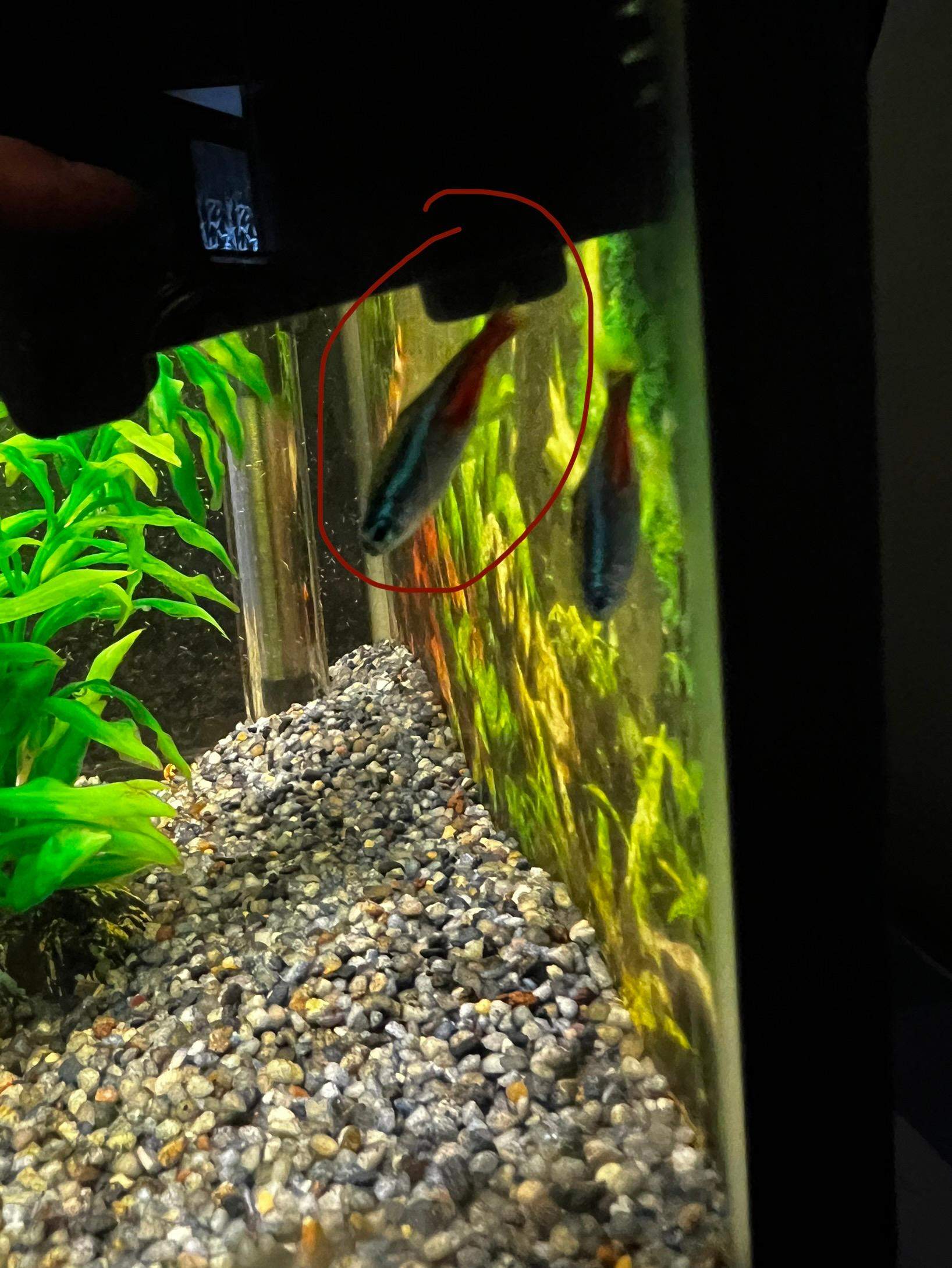 Fisch im Aquarium jagt anderen Fisch? (Fische, Aquariumfische)