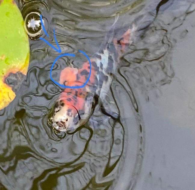 Fisch im Teich hat Geschwür am Kopf? (Krankheit, Wasser, Gartenteich)