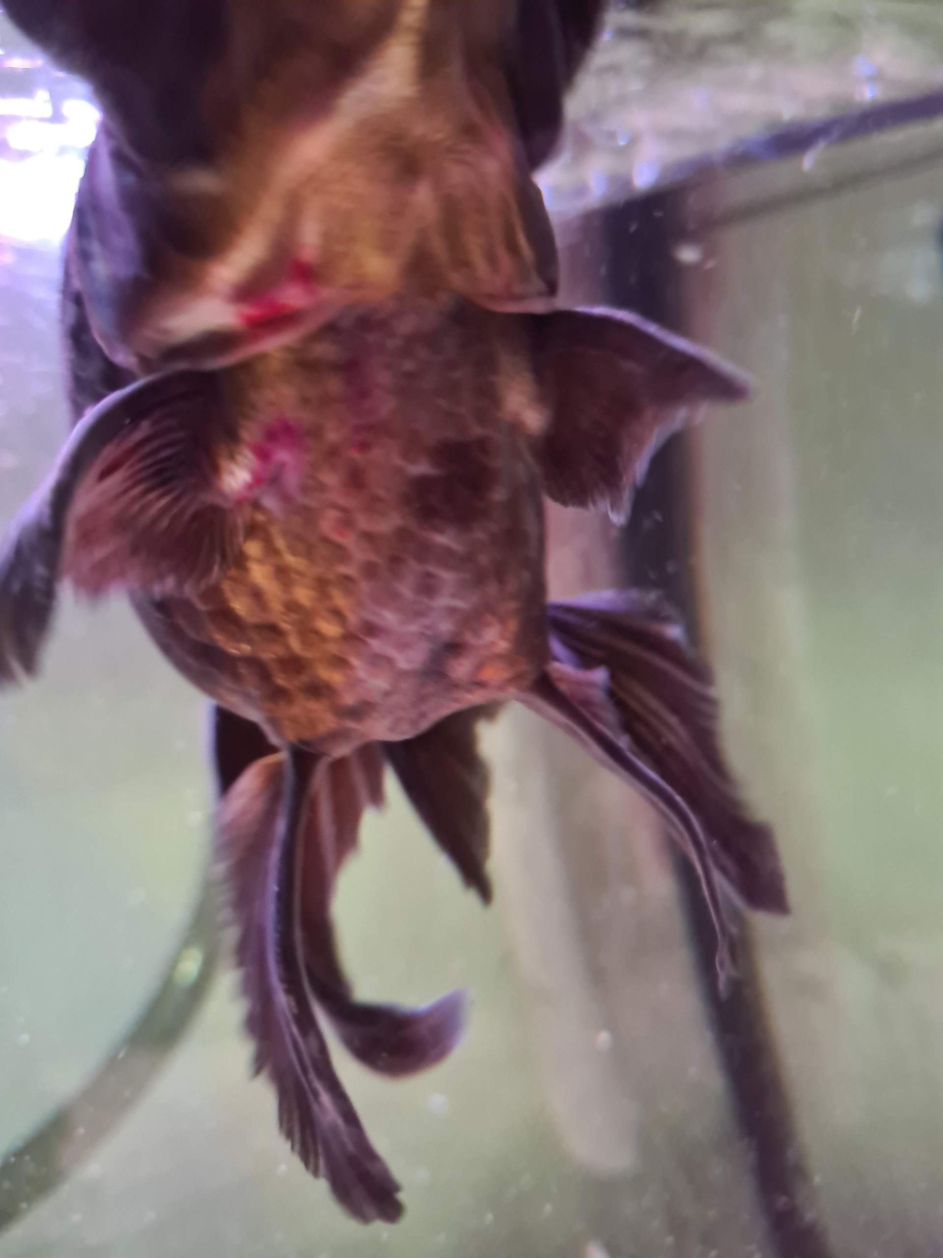Fisch krank Weißpünktchenkrankheit? (Krankheit, Aquarium, Aquariumfische)