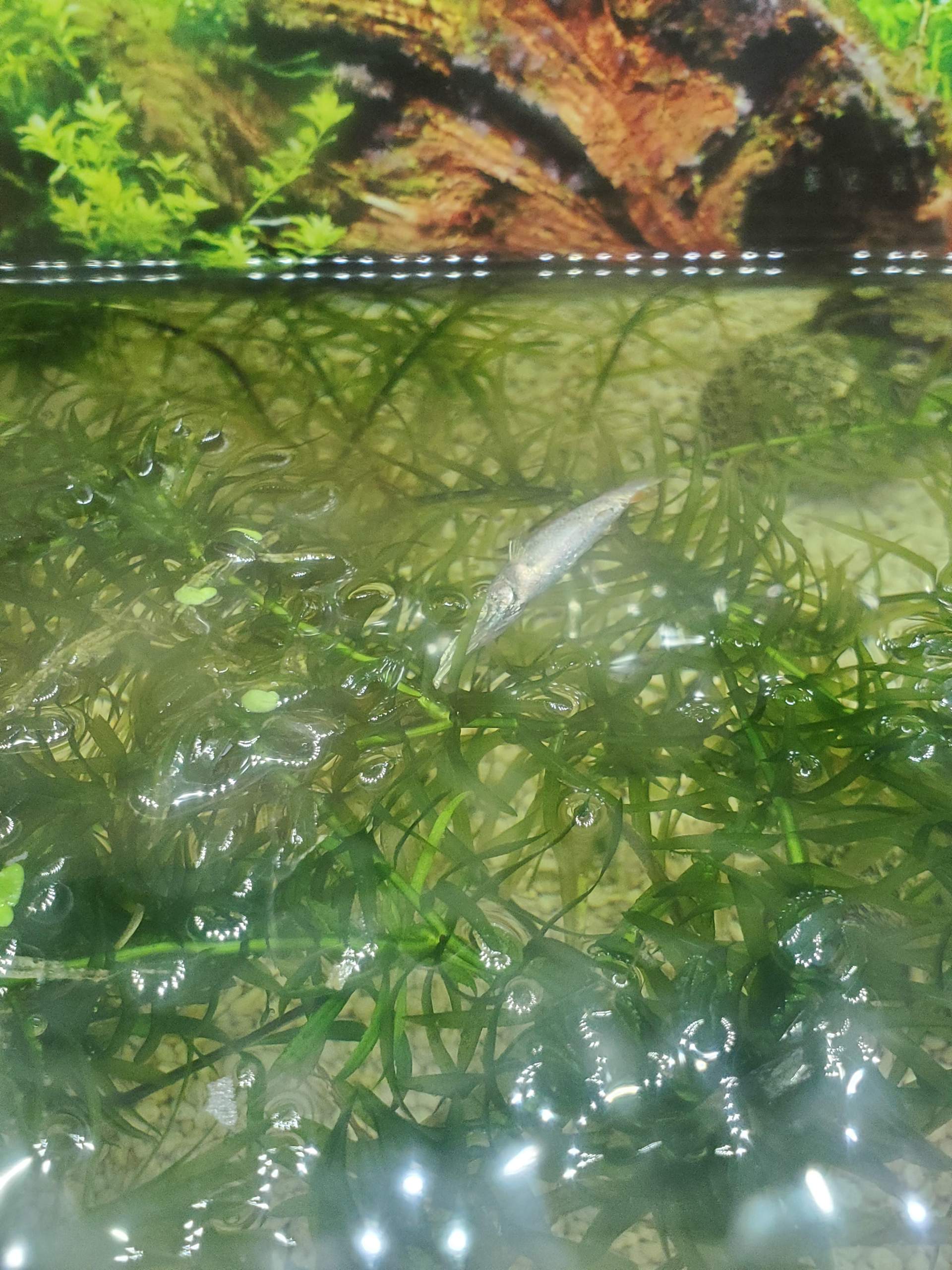 Fisch krank? (Fische, Aquarium, Aquaristik)