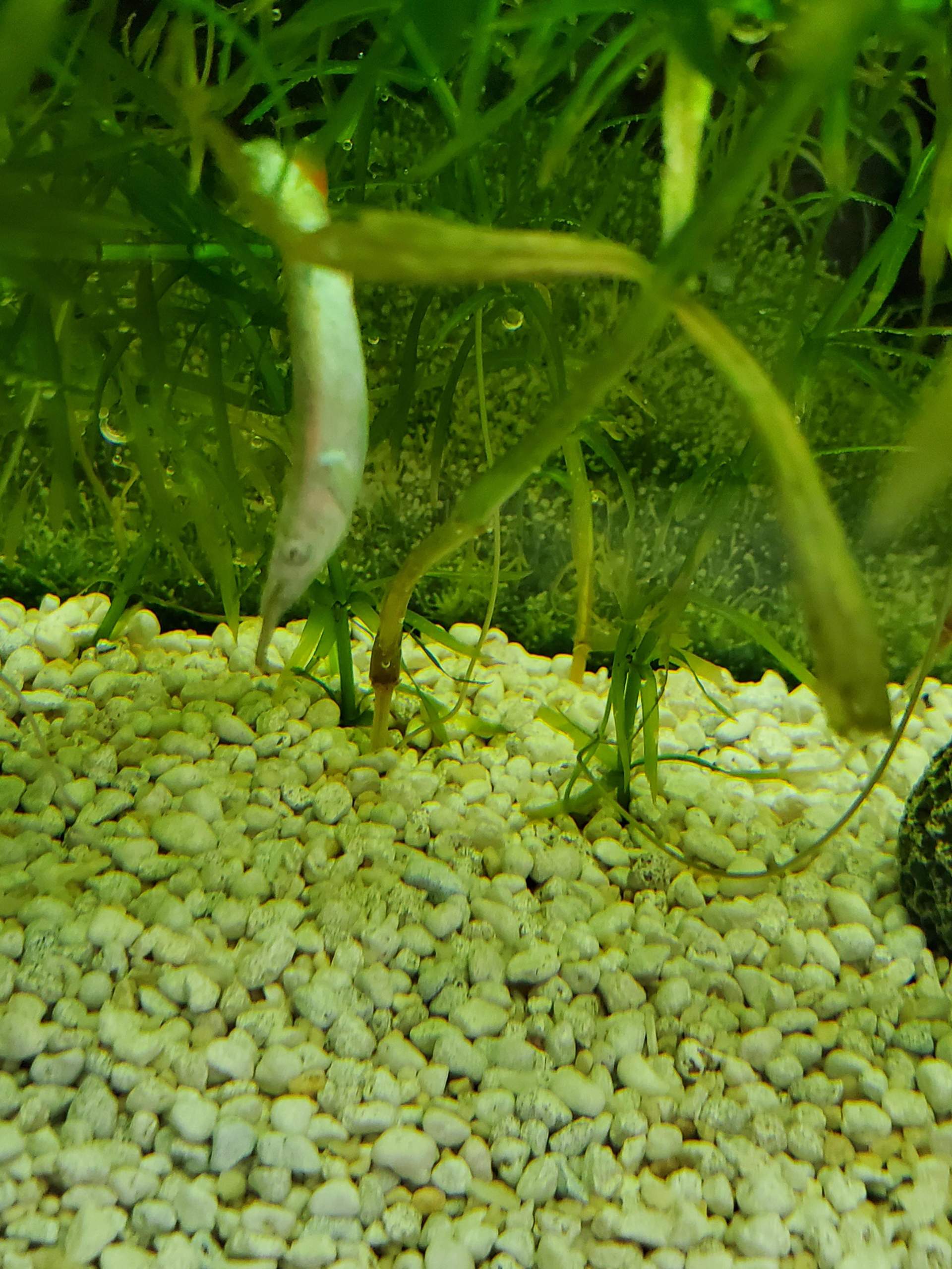 Fisch krank? (Fische, Aquarium, Aquaristik)
