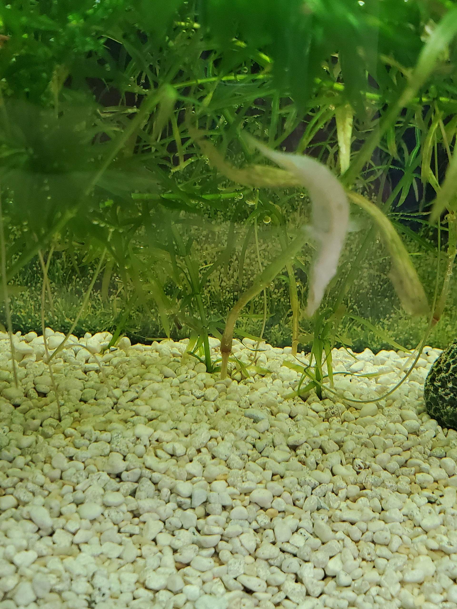 Fisch krank? (Fische, Aquarium, Aquaristik)