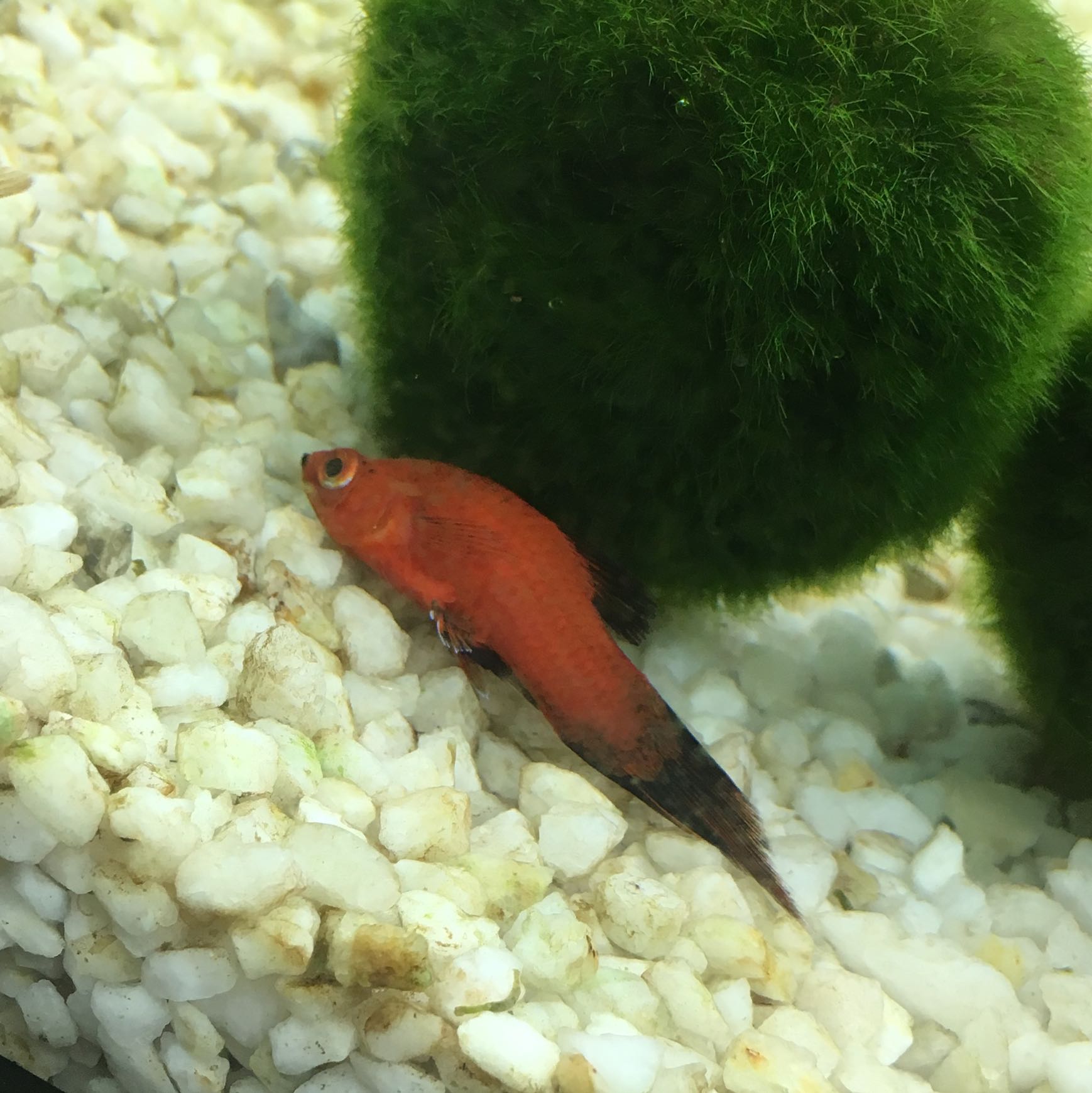 Fische Schwimmen Schief Und Sterben