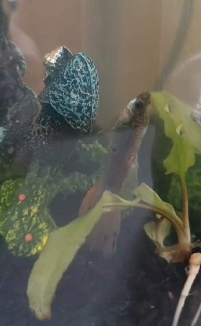 Fisch Schwimmt Senkrecht Was Tun Fisch lässt sich senkrecht hängen? (Wasser, Aquarium, Aquariumfische)