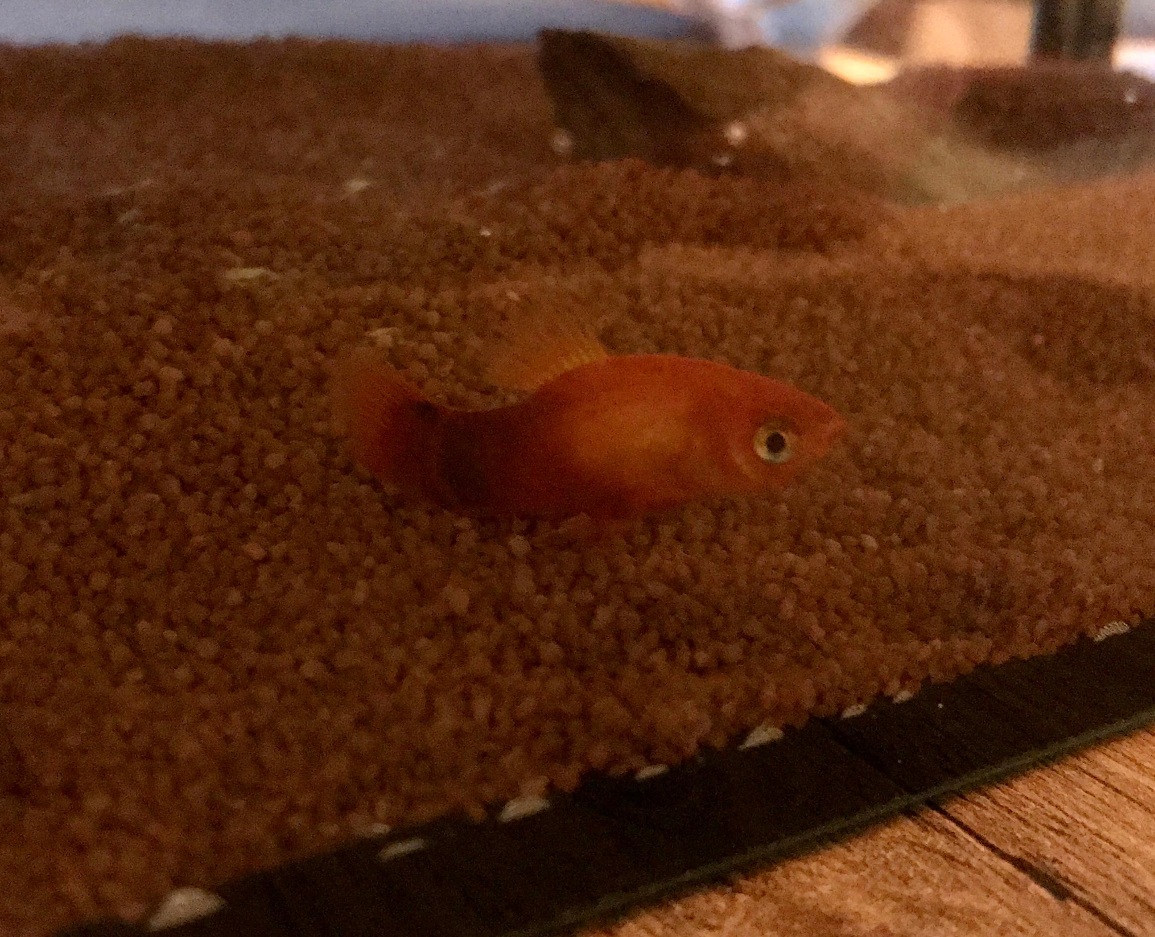 Fisch liegt am Boden und Flosse verbogen? (Krankheit, krank, Fische)